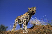 Leopard (Panthera pardus) licking its lips, Africa