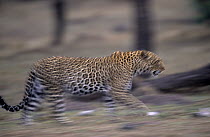 Leopard (Panthera pardus) running over open ground, Africa