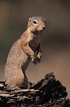 Unstriped Ground Squirrel (Xerus rutilus) sitting up, Africa