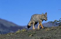 South American Gray Fox (Lycalopex griseus) walking over bare ground, Patagonia, Argentina