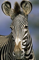 Grevy's Zebra (Equus grevyi) close up of head and face, Africa