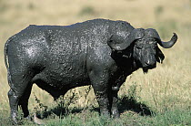 Cape Buffalo (Syncerus caffer) male covered in mud, Africa