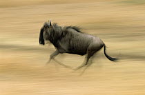 Blue Wildebeest (Connochaetes taurinus) running, Africa