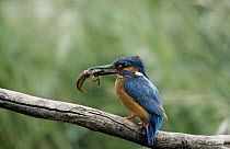 Common Kingfisher (Alcedo atthis) male with Crayfish prey, Europe