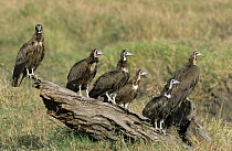 Hooded Vulture (Necrosyrtes monachus) group perching on log, Africa