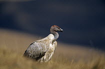 Cape Vulture (Gyps coprotheres) portrait, side view, South Africa