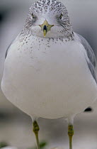 Ring-billed Gull (Larus delawarensis) close up portrait, North America