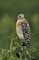 Red-shouldered Hawk (Buteo lineatus) perching on vine-covered fence post, North America