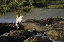 Grey Heron (Ardea cinerea) standing on sleeping Hippopotamus (Hippopotamus amphibious) in river, Africa
