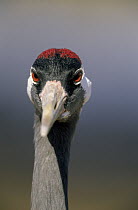 Common Crane (Grus grus) portrait, Europe