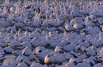 Ross' Goose (Chen rossii) flock at rest during migration, North America