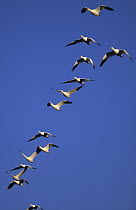 Snow Goose (Chen caerulescens) flock flying during migration, North America