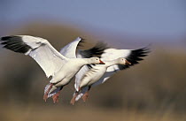 Snow Goose (Chen caerulescens) pair landing, North America