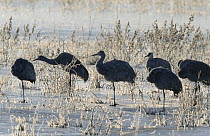 Sandhill Crane (Grus canadensis) group on frozen lake, North America
