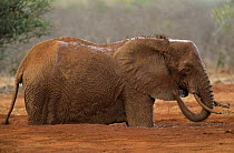 African Elephant (Loxodonta africana) in mud bath, Africa
