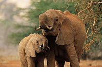 African Elephant (Loxodonta africana) mother with calf drinking, Africa