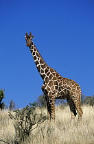 Reticulated Giraffe (Giraffa reticulata) portrait, Africa
