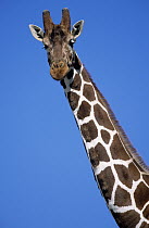 Reticulated Giraffe (Giraffa reticulata) close up, Africa