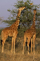 Reticulated Giraffe (Giraffa reticulata) pair browsing Acacia tree, Africa