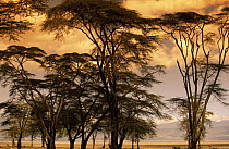 Fever Tree (Acacia xanthophloea) grove at sunset, Africa
