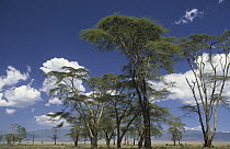 Fever Tree (Acacia xanthophloea) grove and clouds, Africa