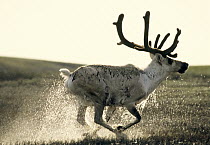 Caribou (Rangifer tarandus) running through water, Alaska