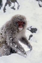 Japanese Macaque (Macaca fuscata) playing in snow, Japan