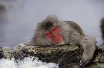 Japanese Macaque (Macaca fuscata) resting in hot spring, Japan