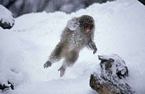 Japanese Macaque (Macaca fuscata) jumping in snow, Japan