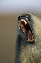 Yellow Baboon (Papio cynocephalus) with open mouth, eastern Africa