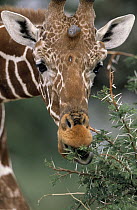 Reticulated Giraffe (Giraffa reticulata) feeding on Acacia tree, Africa