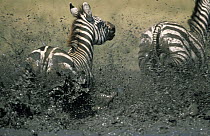 Burchell's Zebra (Equus burchellii) running through mud, Africa
