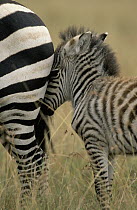 Grevy's Zebra (Equus grevyi) foal following mother, Africa