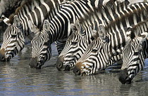Burchell's Zebra (Equus burchellii) group drinking, Africa