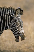 Grevy's Zebra (Equus grevyi) sneezing, Africa