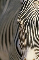 Grevy's Zebra (Equus grevyi) close up, Africa
