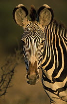 Grevy's Zebra (Equus grevyi) portrait, Africa