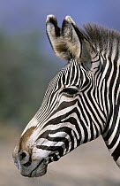 Grevy's Zebra (Equus grevyi) portrait, Africa