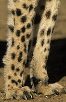 Cheetah (Acinonyx jubatus) legs of cheetah, Africa