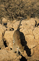 Leopard (Panthera pardus), Africa