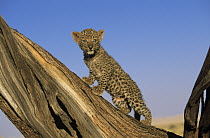 Leopard (Panthera pardus) cub, Africa