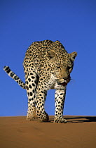Leopard (Panthera pardus) walking in sand, Africa