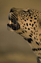 Leopard (Panthera pardus) looking up, Africa