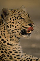 Leopard (Panthera pardus) portrait licking lips, Africa