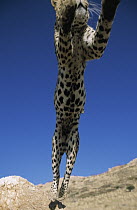 Leopard (Panthera pardus) leaping over photographer, Africa