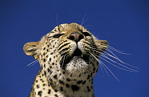Leopard (Panthera pardus) portrait, Africa
