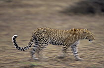 Leopard (Panthera pardus) walking across bare ground, Africa