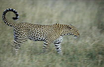 Leopard (Panthera pardus) walking through dry grass, Africa