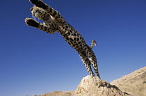 Leopard (Panthera pardus) jumping, Africa