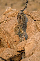 Leopard (Panthera pardus) climbing down rocks, possibly approaching some prey, Africa